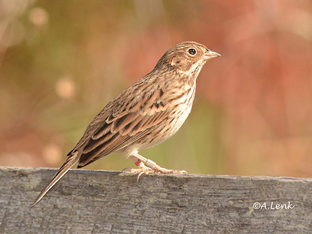 Vesper Sparrow by Alan Lenk